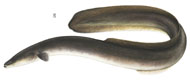 American Eel (picture only)