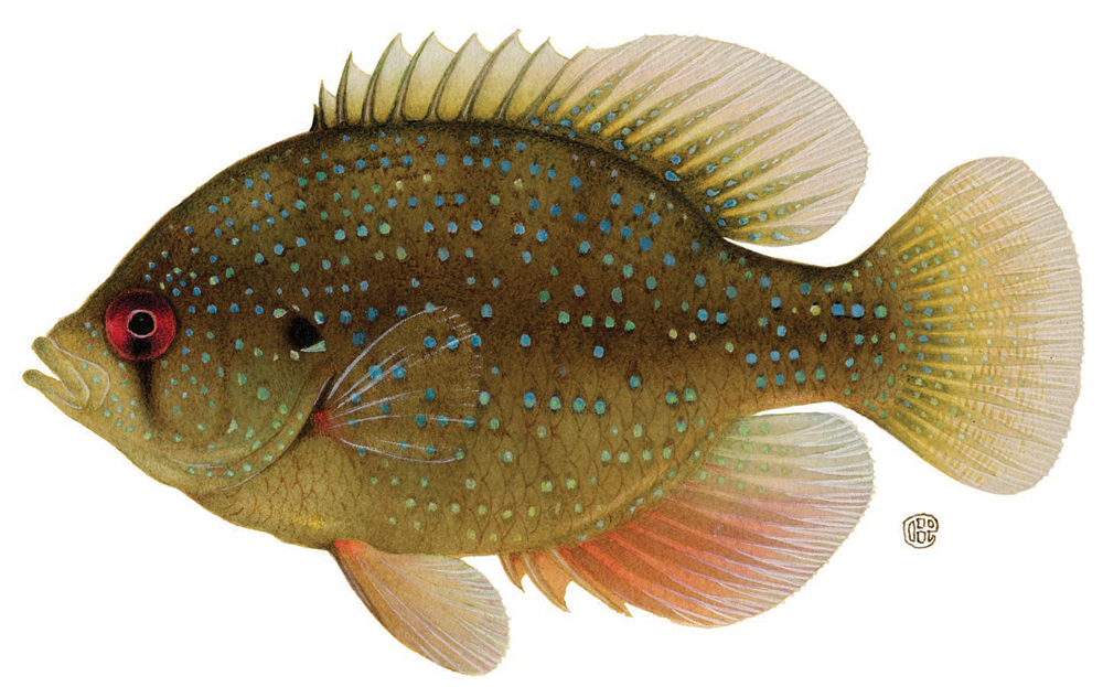 bluespotted sunfish