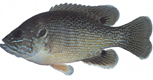 Green sunfish (Picture Only)