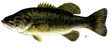 Largemouth bass (Picture only)