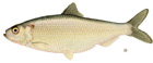 Blueback herring 