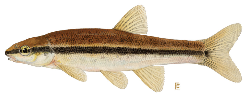 The Black Nosed Dace
