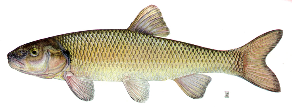 fallfish