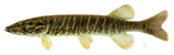 Redfin pickerel (Picture Only)
