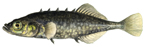 Brook stickleback (Picture Only)