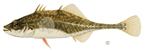 Fourspine stickleback (Picture Only)