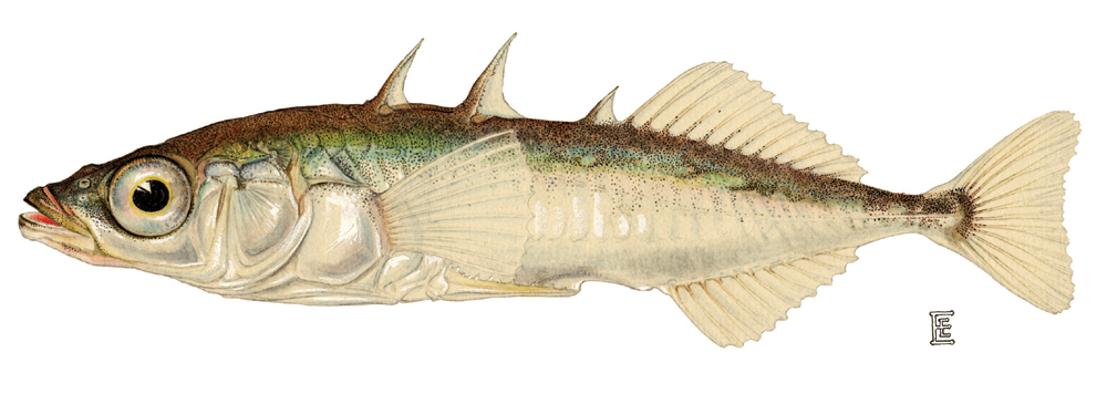 تطور السمك الشوكي
