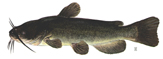 Brown bullhead (Picture Only)
