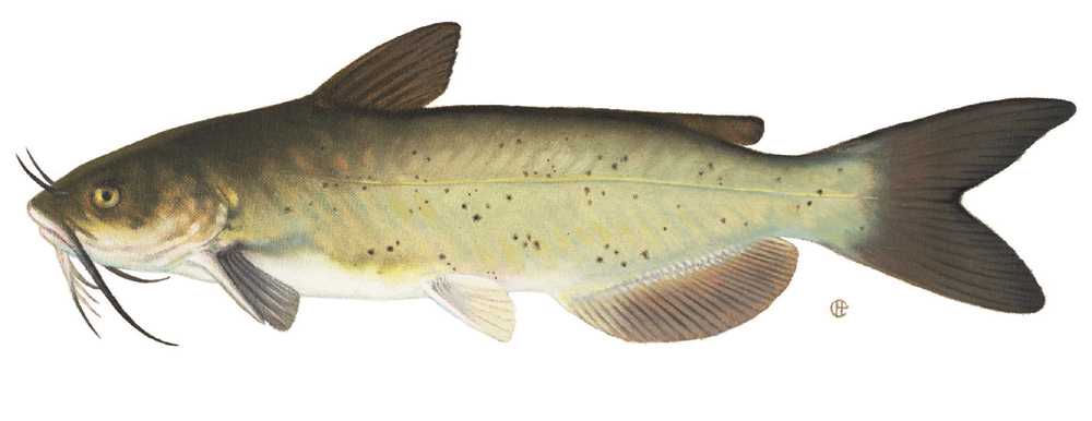 Channel catfish
