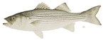 Striped bass (Picture Only)