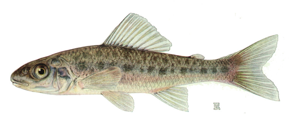 trout-perch