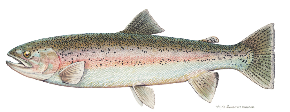 rainbow trout (steelhead)
