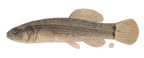 Eastern mudminnow (Picture Only)